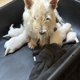 7 - White female West Highland White Terrier puppy in Prudenville, Michigan from Randy Ellen West Highland White Terriers of Michigan