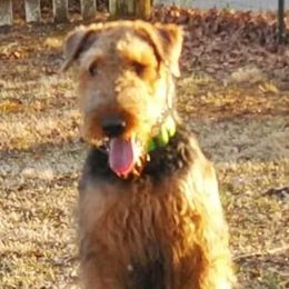 Airedale Terriers from Glenda's Pups