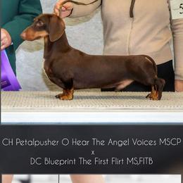 Blueprint J2 Litter - Chocolate and tan female Dachshund puppy in Mountain Grove, Missouri from Blueprint K9 Dachshunds- www.BlueprintK9.com