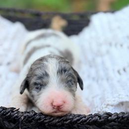 Summer - Parti female Goldendoodle puppy in Pollock Pines, California from Penny Lane’s Doodles