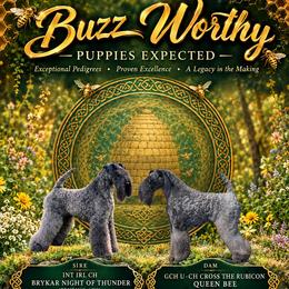 Kerry Blue Terrier puppies from Cross the Rubicon KBT & Trebol SCWT