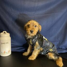 Boy 2 - Black and gold male Yorkshire Terrier puppy in Marion, Indiana from Thomas Terriers