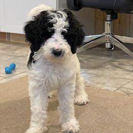 Oreo - Parti female Goldendoodle puppy in Sugarcreek, Ohio from True Hearted Doodles