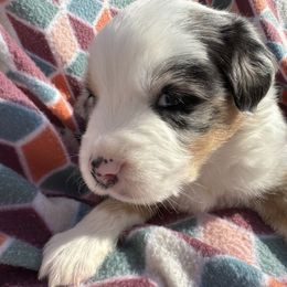 Miniature Australian Shepherd Puppies from R&R Mini Aussies