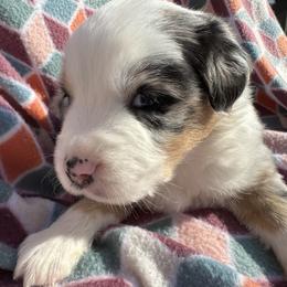 Miniature Australian Shepherd Puppies from R&R Mini Aussies