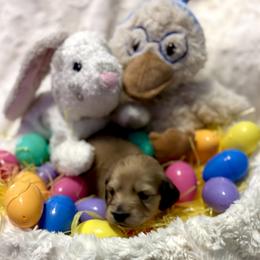 Marshmallow - Cream female Dachshund puppy in Statesville, North Carolina from Lakeside Dachshunds
