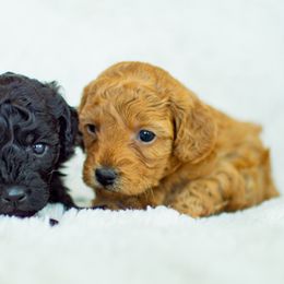 Poodle Puppies from Northwest pets Poodles