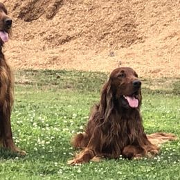 Irish Setters from Royal Redheads Irish Setters