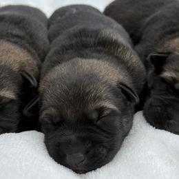 Purple - Sable female German Shepherd puppy in Buffalo, West Virginia from Z Tykev Vino LLC