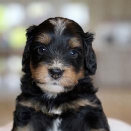 Stew - Tri-color male Bernedoodle puppy in Yuciapa, California from AlltheDoodlez_