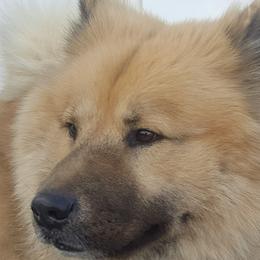 Harry - Eurasier