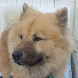 Harry - Eurasier