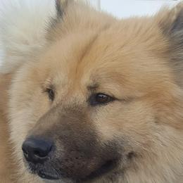 Harry - Eurasier