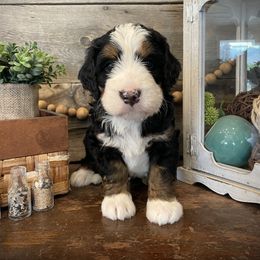 Rave - Tri-color male Bernedoodle puppy in Idaho from Bernese By Barzees