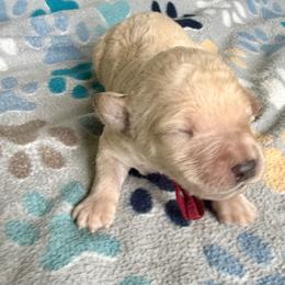Aurora - Cream female Goldendoodle puppy in Pensacola, Florida from Goldendoodles Love You in Pensacola Friend Edition