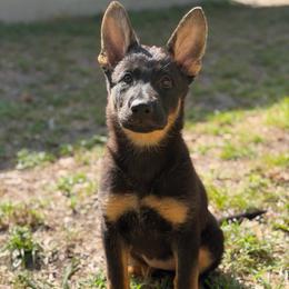 Apple - Black and tan female German Shepherd puppy in Leesburg, Florida from RoyalWork K9