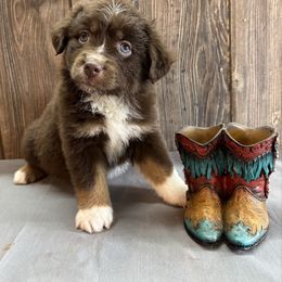 Laine - Red tri female Miniature Australian Shepherd puppy in Geary, Oklahoma from Helm Farms Aussies