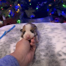 Blue Collar - Red male Pembroke Welsh Corgi puppy in Elberton, Georgia from Lonesome Boone Corgis