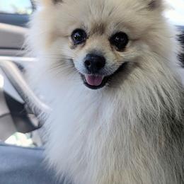 Rocket - Pomeranian