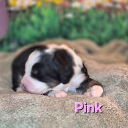 Pink - Tri-color female Bernedoodle puppy in Taft, Tennessee from McGraw's Fetching Pups