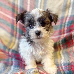 Zephyr - Parti male Yorkshire Terrier puppy in Bolton, Connecticut from Elle Yorkies