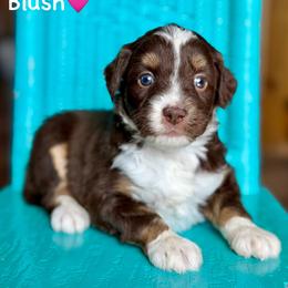 Blush - Red tri-color female Aussiedoodle puppy in Lancaster, Minnesota from Finney Ranch