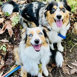 Girl 2 - female Miniature Australian Shepherd puppy in Camano, Washington from Iris’ Island Oasis