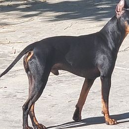 Manchester Terriers from CA Dreaming Canines