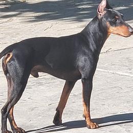 Manchester Terriers from CA Dreaming Canines