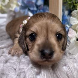 Roxy - Dapple female Dachshund puppy in Fayetteville, West Virginia from Loop Creek Dachshunds