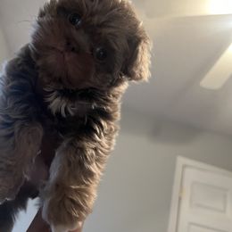 Shih Tzus from Lavender Blue Exotic Crew