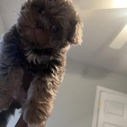 Shih Tzus from Lavender Blue Exotic Crew