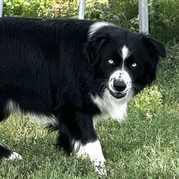 Mr Tee - Miniature American Shepherd