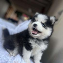Pomsky Puppies from Pomskies By L&M