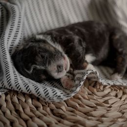 Bernedoodle Puppies from Joy's Dood Ranch
