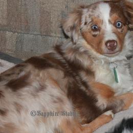 Princess - Toy Australian Shepherd