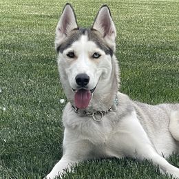 Siberian Huskies from Gemma’s Gems