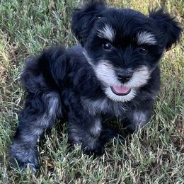 Miniature Schnauzers from KK’s Krazy Kennels