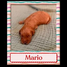 Mario - Red  male Goldendoodle puppy in Temecula, California from Miss Cindy’s Doodles