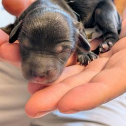 Liberty - Black and tan female Dachshund puppy in Indianapolis, Indiana from Englehaus Dachshunds