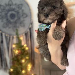 Poodle Puppies from Silver Ivory