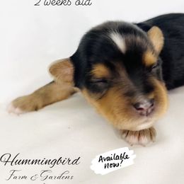 Yorkshire Terrier Puppies from Hummingbird Farm & Gardens