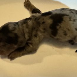 Boy 3 - Dapple Dachshund puppy in Skowhegan, Maine from KBz Miniature Dachshunds