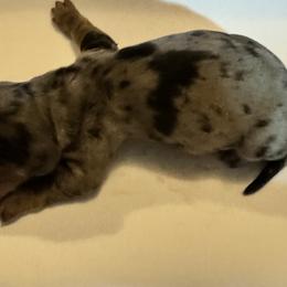 Boy 3 - Dapple Dachshund puppy in Skowhegan, Maine from KBz Miniature Dachshunds