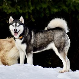 Luna - Siberian Husky