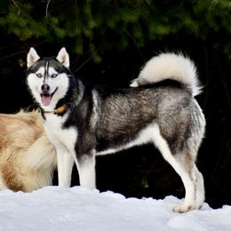Luna - Siberian Husky