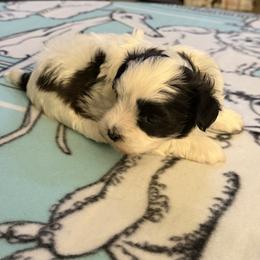 Sami - Black and white male Havanese puppy in Hudson, New York from Havanese of Claverack and Hudson Valley Labradors