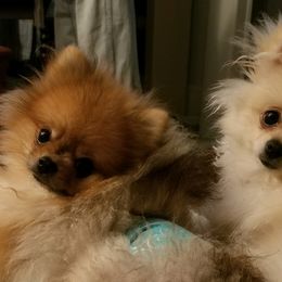 Pomeranian Puppies from Chosen Road Keep Pomeranians