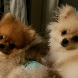 Pomeranian Puppies from Chosen Road Keep Pomeranians