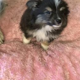 Toy Australian Shepherd Puppies from Desert Fox Aussies